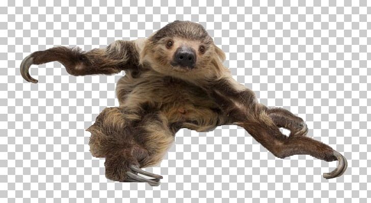 Hoffmann's Two-toed Sloth Brown-throated Sloth Pale-throated Sloth Amazon Rainforest PNG, Clipart, Amazon Rainforest, Brown Throated Sloth, Pale Throated Sloth Free PNG Download