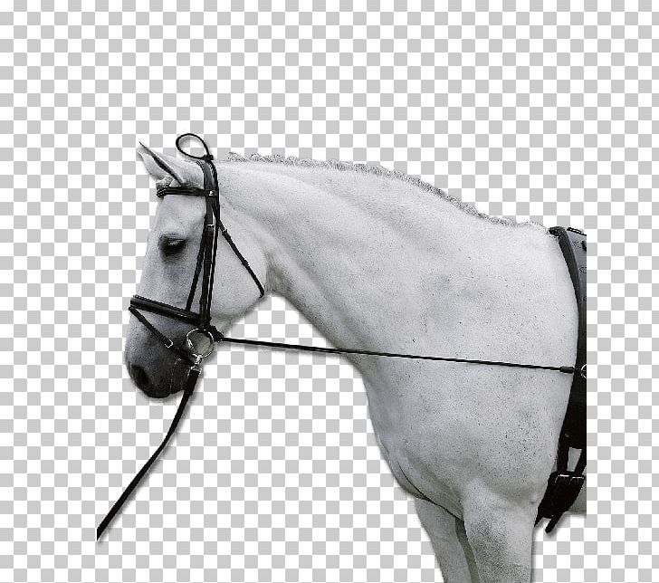 Horse Chambon Equestrian Rein Longeing PNG, Clipart, Animals, Black And White, Bridle, Chambon, Curb Bit Free PNG Download