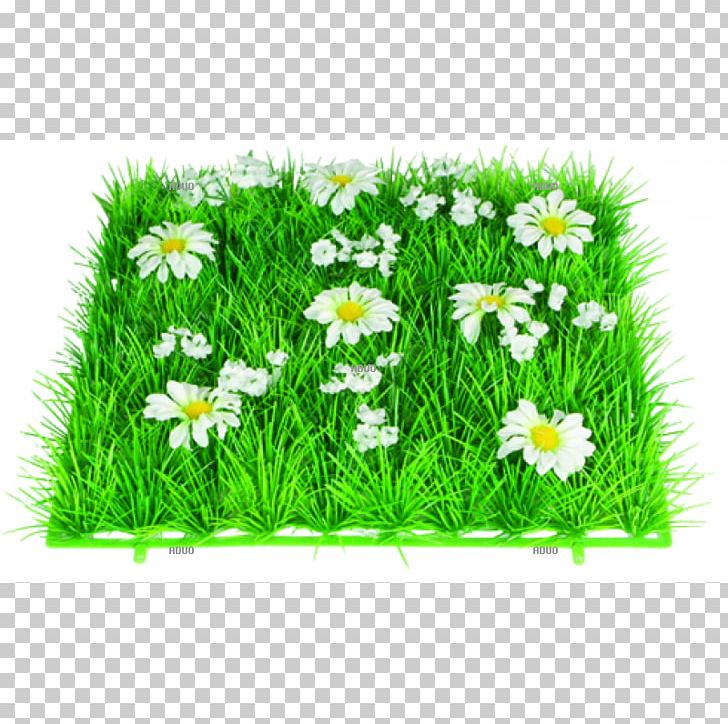 Lawn Grass Artificial Turf Grasmatte Groundcover PNG, Clipart, Artificial Turf, Chamaemelum Nobile, Daisy, Flower, Flowering Plant Free PNG Download
