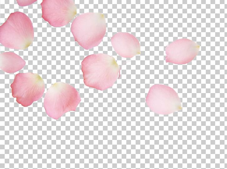 Cherry Blossom Petal Pink Red PNG, Clipart, Cherry, Cherry Blossoms, Cherry Petals, Color, Creative Work Free PNG Download