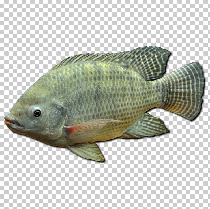 Ornamental Fish Tilapia Fishing Juvenile Fish PNG, Clipart, Aquaponics, Barramundi, Bass, Bony Fish, Cichla Free PNG Download