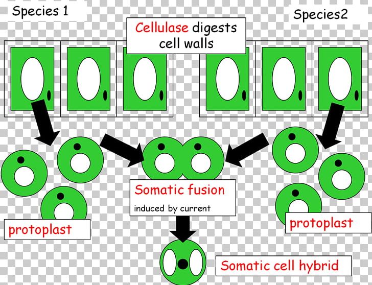 Somatic Fusion Genetic Engineering Genetics Somatic Cell Mrs Matheson PNG, Clipart, Area, Brand, Communication, Engineering, Genetic Engineering Free PNG Download
