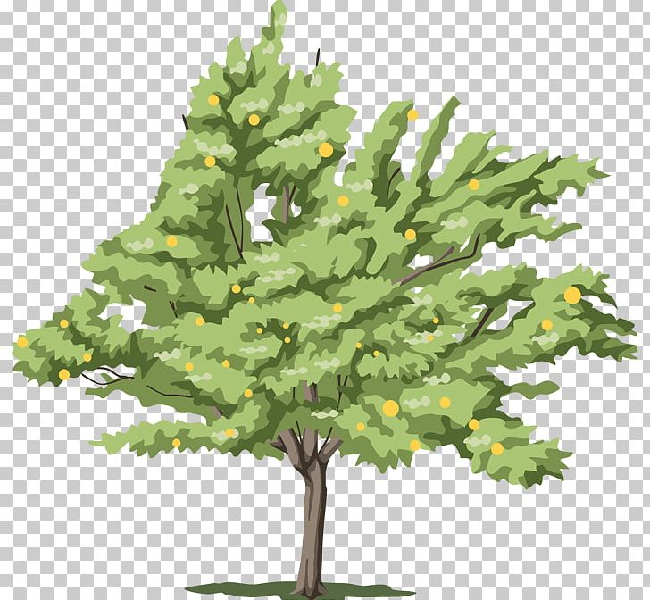 Tree Fir PNG, Clipart, Branch, Christmas Decoration, Christmas Tree, Computer Software, Conifer Free PNG Download