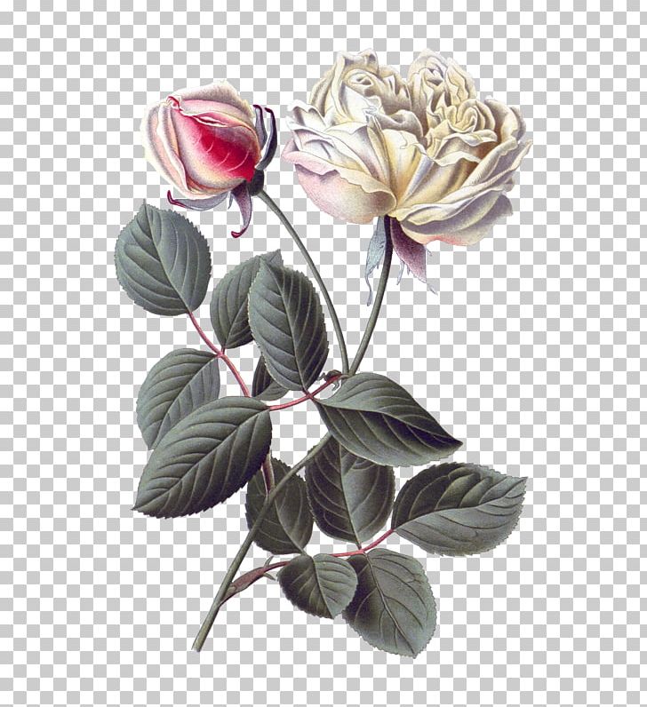 Garden Roses Cabbage Rose Botany Botanical Illustration Flower PNG, Clipart, Artificial Flower, Beach Rose, Bloom, Choix Des Plus Belles Fleurs, Cut Flowers Free PNG Download