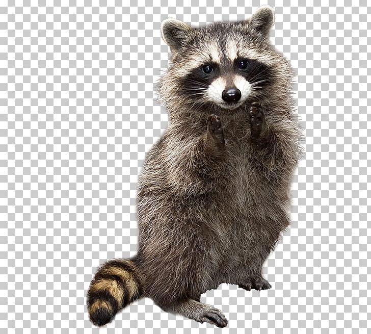 Raccoon Whiskers Viverridae Cat Pet PNG, Clipart, Animals, Animal Sauvage, Carnivoran, Cat, Cesta Free PNG Download