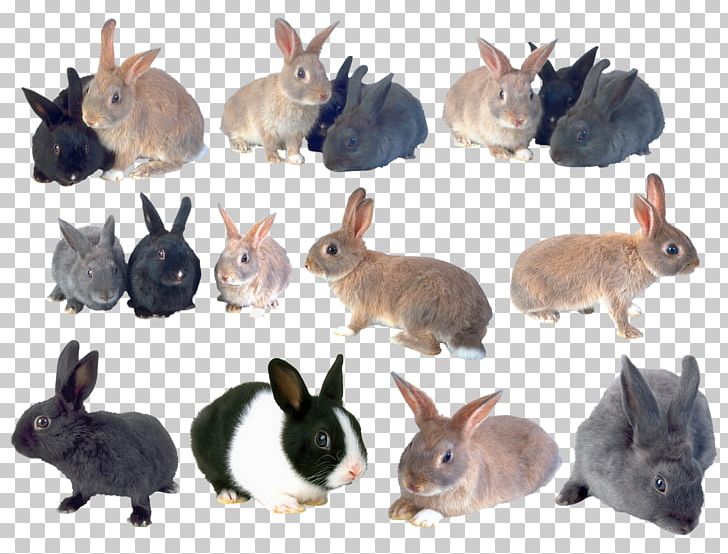 Domestic Rabbit Hare PNG, Clipart, Animals, Coelho Pascoa, Digital Image, Domestic Rabbit, Fauna Free PNG Download