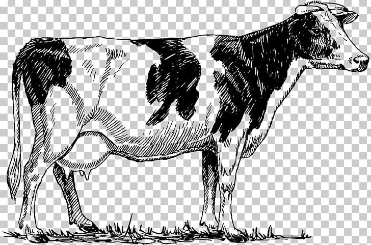 Holstein Friesian Cattle Highland Cattle Beef Cattle Drawing PNG, Clipart, Black And White, Bull, Calf, Cattle, Cattle Like Mammal Free PNG Download