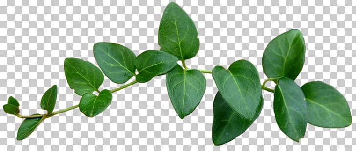 Leaf Green Tree PNG, Clipart, Branch, Color, Cut Flowers, Deco, Desktop Wallpaper Free PNG Download