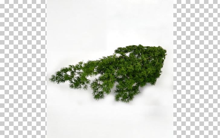 Leaf Herb Tree PNG, Clipart, Grass, Herb, Leaf, Mingna Wen, Plant Free PNG Download