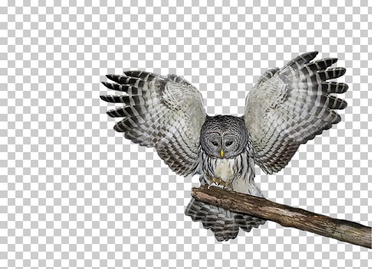 Owl PNG, Clipart, Animals, Beak, Bird, Bird Of Prey, Catlovers Free PNG Download