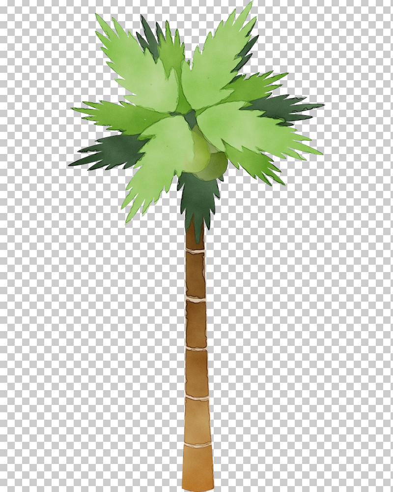 Palm Tree PNG, Clipart, Arecales, Desert Palm, Green, Leaf, Paint Free PNG Download