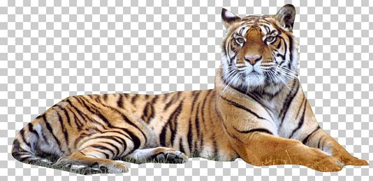 Bengal Tiger Siberian Tiger PNG, Clipart, Animal Figure, Animals, Bengal Tiger, Big Cat, Big Cats Free PNG Download