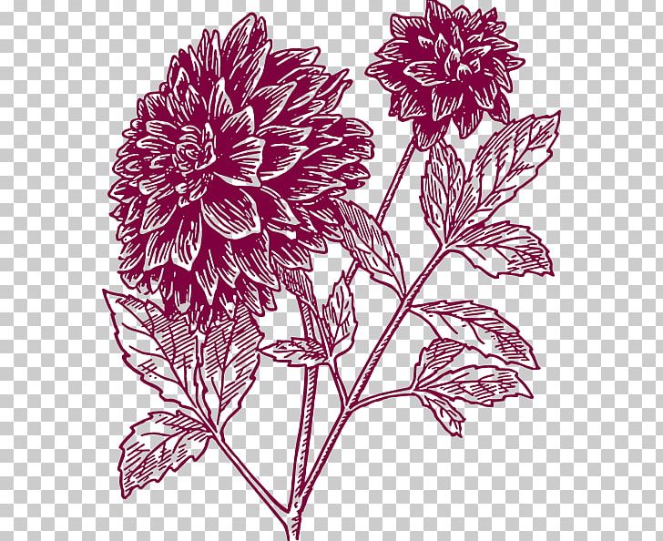 Dahlia Drawing Black And White PNG, Clipart, Black And White, Carnation Cliparts, Chrysanths, Cut Flowers, Dahlia Free PNG Download