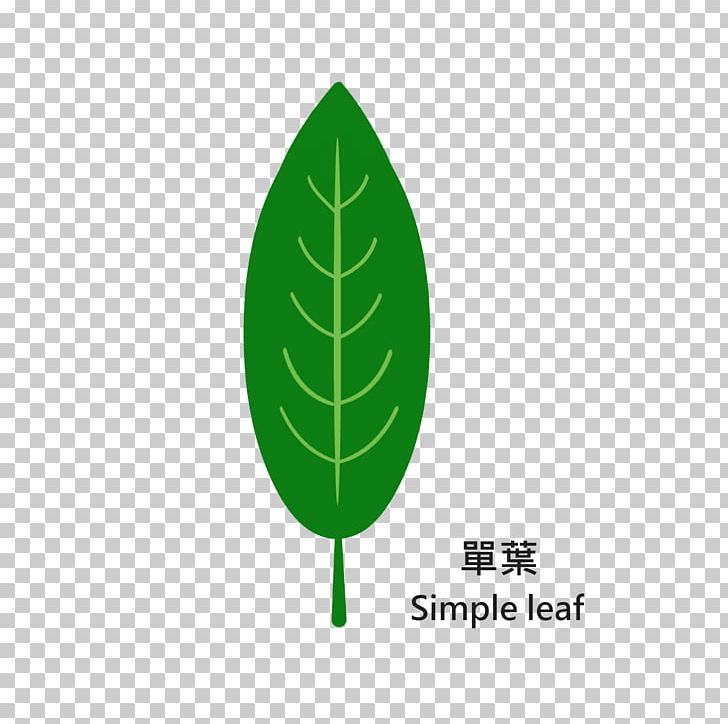 Tree Trunk Leaf Macrophanerophytes Wood PNG, Clipart, Distance, Grass, Green, Height, Leaf Free PNG Download