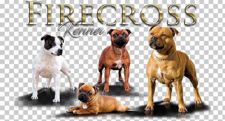 Dog Breed American Staffordshire Terrier Staffordshire Bull Terrier American Pit Bull Terrier PNG, Clipart, American Pit Bull Terrier, American Staffordshire Terrier, Animal Husbandry, Breed, Breed Standard Free PNG Download