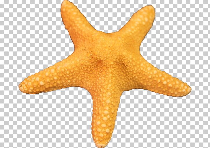 Starfish PNG, Clipart, Animal, Animals, Arbol, Brittle Star, Cartoon Free PNG Download