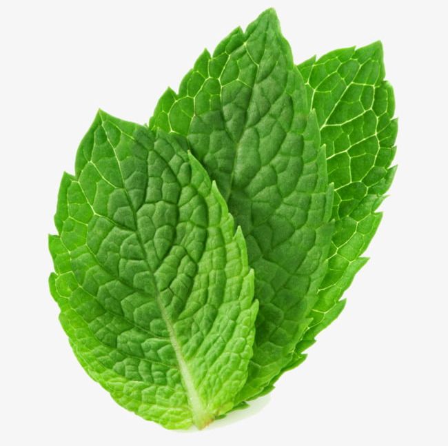Three Mint Leaves PNG, Clipart, Chewing, Green, Gum, Leaves, Leaves Clipart Free PNG Download
