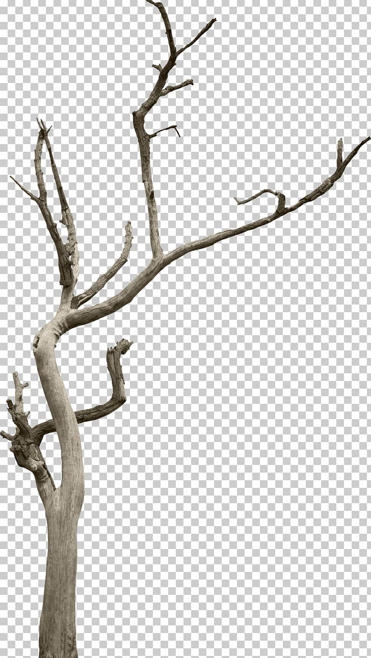 Tree Branch Woody Plant Snag PNG, Clipart, Antler, Black And White, Branch, Forest, Leaf Free PNG Download