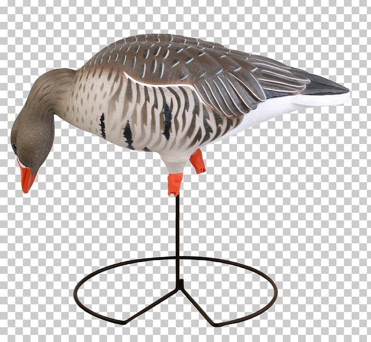 Greylag Goose Duck Mallard Decoy PNG, Clipart, Animals, Beak, Bird, Canada Goose, Decoy Free PNG Download