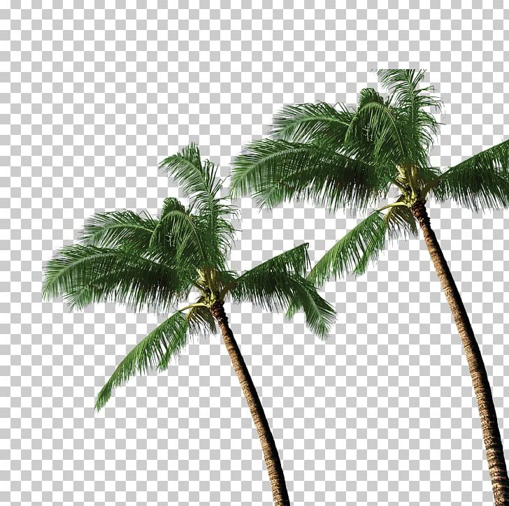 Coconut Tree Arecaceae PNG, Clipart, Arecaceae, Arecales, Auglis, Autumn Tree, Christmas Tree Free PNG Download