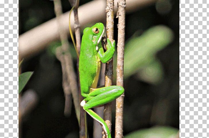 Daintree Rainforest Cape Tribulation PNG, Clipart, Amphibian, Animal, Australia, Cape Tribulation Queensland, Daintree Rainforest Free PNG Download