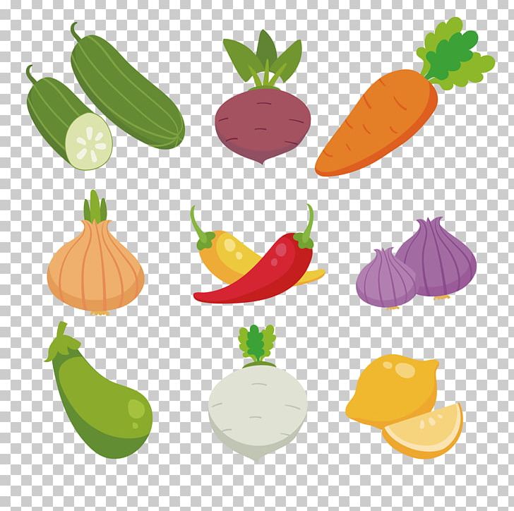 Radish PNG, Clipart, Carrot, Chili, Collection Vector, Color, Colored Vector Free PNG Download