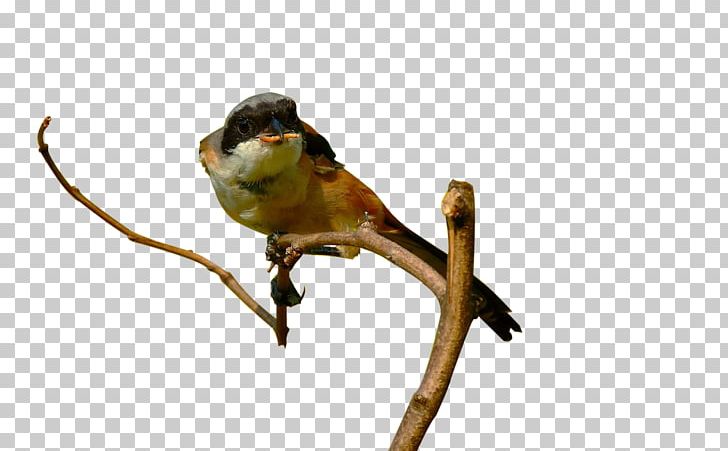 Finch Macaw Parakeet Beak Feather PNG, Clipart, Animals, Beak, Bird, Branch, Common Pet Parakeet Free PNG Download