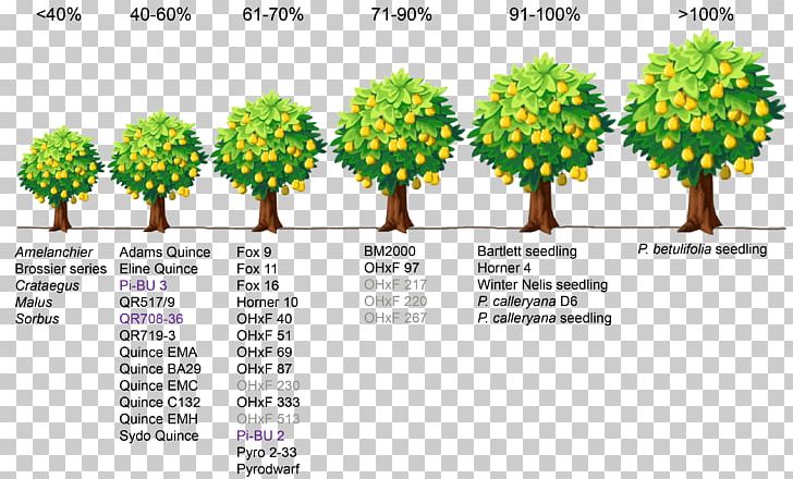 Fruit Tree Rootstock Pear Dwarfing PNG, Clipart, Apple, Apricot, Dwarfing, Espalier, Fire Blight Free PNG Download