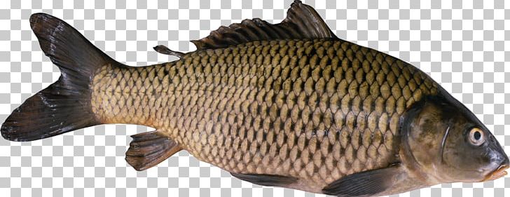 Koi Freshwater Fish Gilt-head Bream Food PNG, Clipart, Angling, Animal Figure, Animals, Aquaculture, Bony Fish Free PNG Download