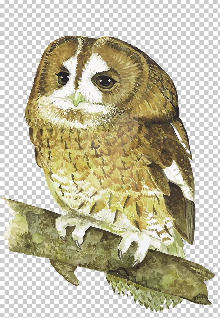 Owl Bird PNG, Clipart, Animals, Cartoon Owl, Drawing, Encapsulated Postscript, Fauna Free PNG Download