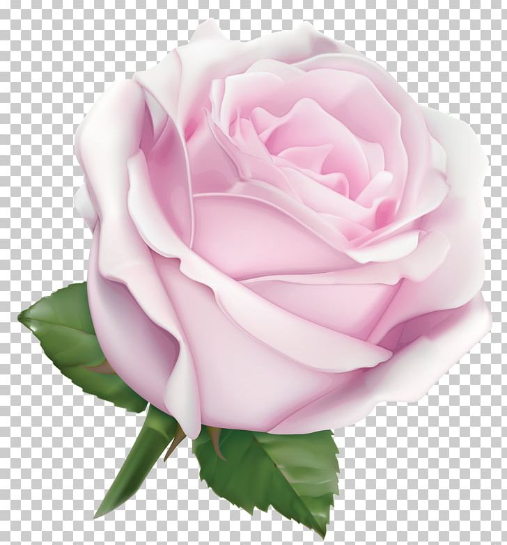 Pink Garden Roses Flower Color PNG, Clipart, Art, Color, Computer Icons, Computer Wallpaper, Cut Flowers Free PNG Download