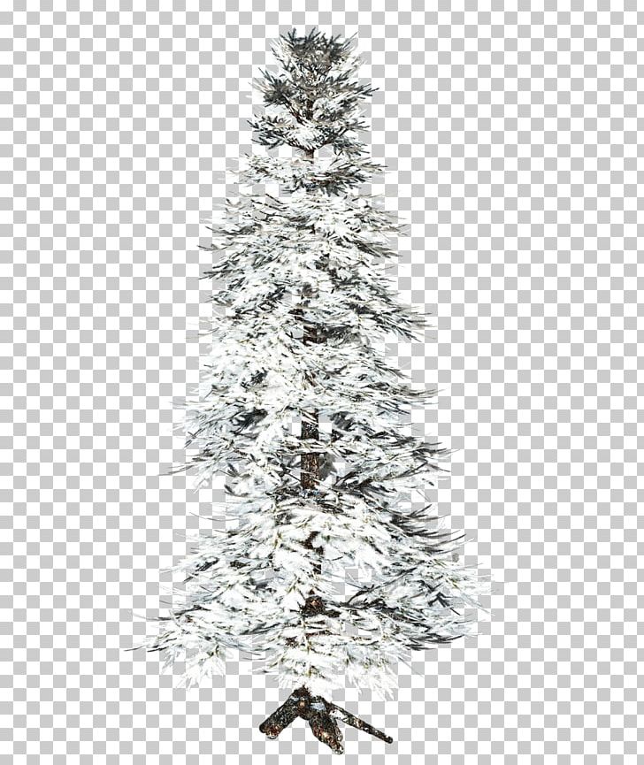 Tree Spruce PNG, Clipart, Branch, Christmas Decoration, Christmas Ornament, Christmas Tree, Collage Free PNG Download