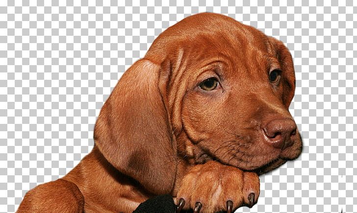 Vizsla Rhodesian Ridgeback Puppy Redbone Coonhound Dog Breed PNG, Clipart, Aretus, Black And Tan Coonhound, Breed, Carnivoran, Companion Dog Free PNG Download