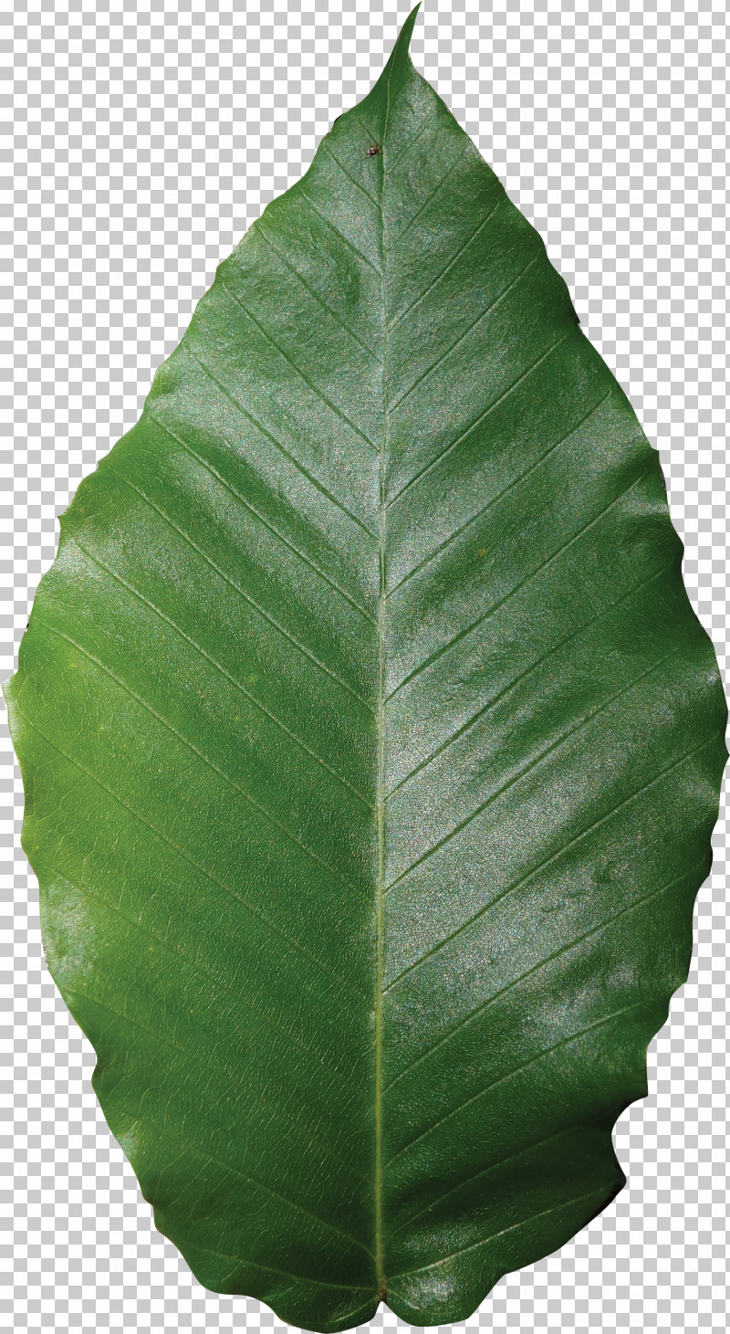 Banana Leaf PNG, Clipart, Banana Leaf, Ensete, Flower, Leaf, Plant Free PNG Download