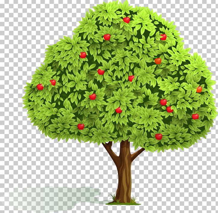 Apple Fruit Tree Orchard PNG, Clipart, Apple, Cherry, Child Climbing Steps, Clip Art, Conifer Free PNG Download