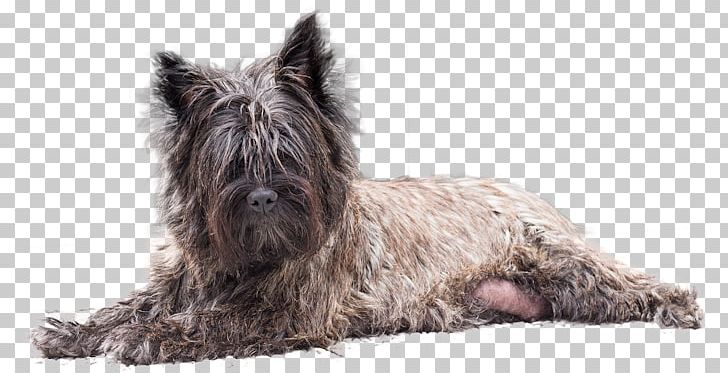 Cairn Terrier Scottish Terrier Glen Affenpinscher Dog Breed PNG, Clipart, Affenpinscher, Breed, Cairn, Cairn Terrier, Carnivoran Free PNG Download