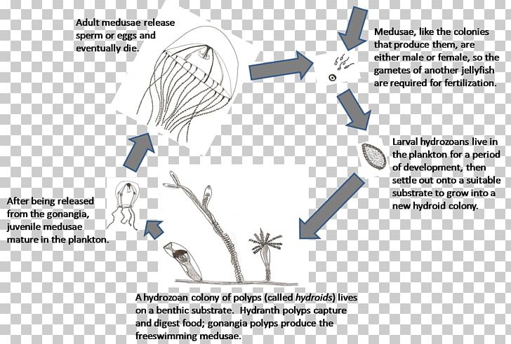 Aurelia Aurita Hydrozoa Jellyfish Lake Biological Life Cycle Scyphozoa PNG, Clipart, Angle, Aurelia, Biological Life Cycle, Brand, Chironex Fleckeri Free PNG Download