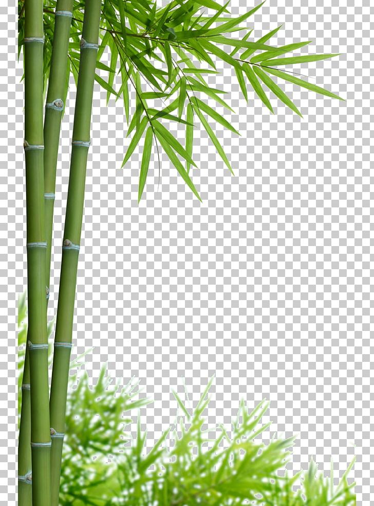 Bamboo Stock Photography PNG, Clipart, Bamboo 19 0 1, Bamboo Border, Bamboo Frame, Bamboo Leaf, Bamboo Leaves Free PNG Download