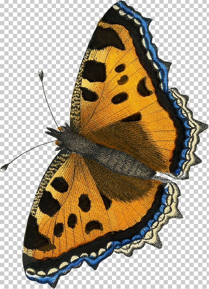 Monarch Butterfly Moth Gossamer-winged Butterflies Brush-footed Butterflies PNG, Clipart, Art, Arthropod, Brush Footed Butterflies, Brush Footed Butterfly, Butterfly Free PNG Download