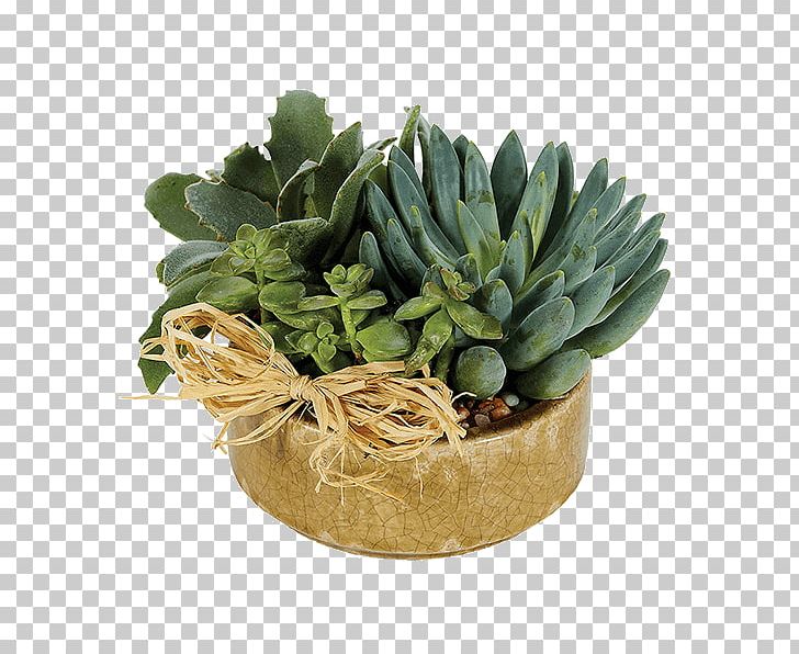 Succulent Plant Viper's Bowstring Hemp Garden Floristry PNG, Clipart, Basket, Container Garden, Cutting, Dracaena, Evergreen Free PNG Download