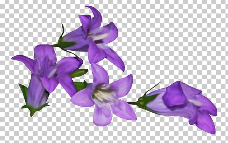 Violet Flower Mauve PNG, Clipart, Bellflower Family, Bells, Cicekler, Clip Art, Color Free PNG Download