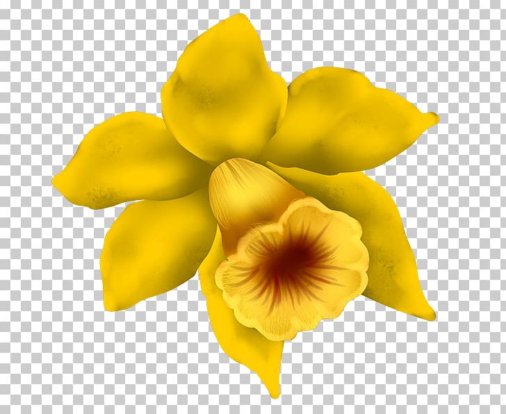 Daffodil PNG, Clipart, Chickadee, Cut Flowers, Daffodil, Download, Flower Free PNG Download