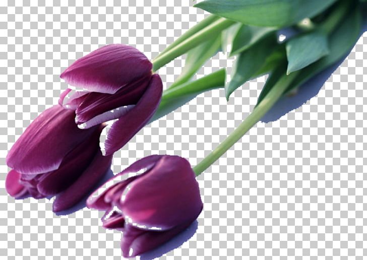 Indira Gandhi Memorial Tulip Garden Tulip Mania Flower Purple PNG, Clipart, Color, Computer Wallpaper, Display Resolution, Flower, Flower Bouquet Free PNG Download