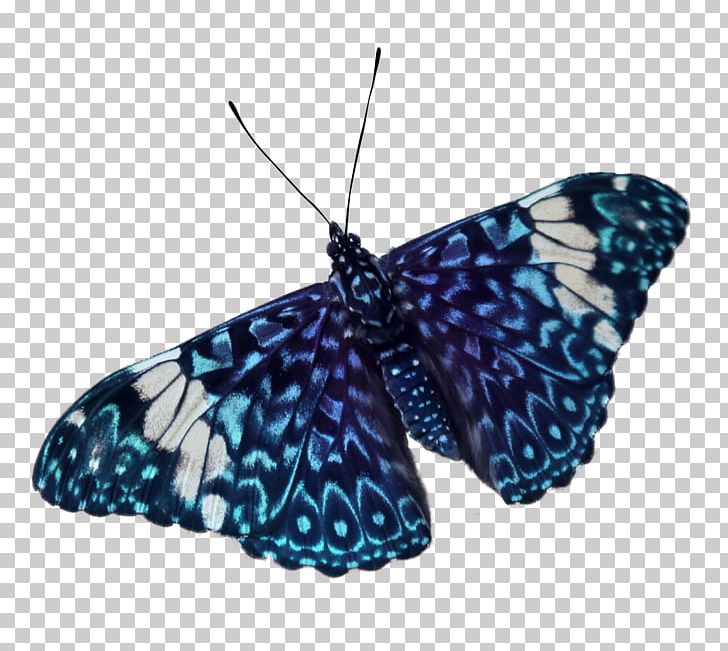 Monarch Butterfly Moth Brush-footed Butterflies Glasswing Butterfly PNG, Clipart, Arthropod, Blue, Brush Footed Butterfly, Butterfly, Color Free PNG Download