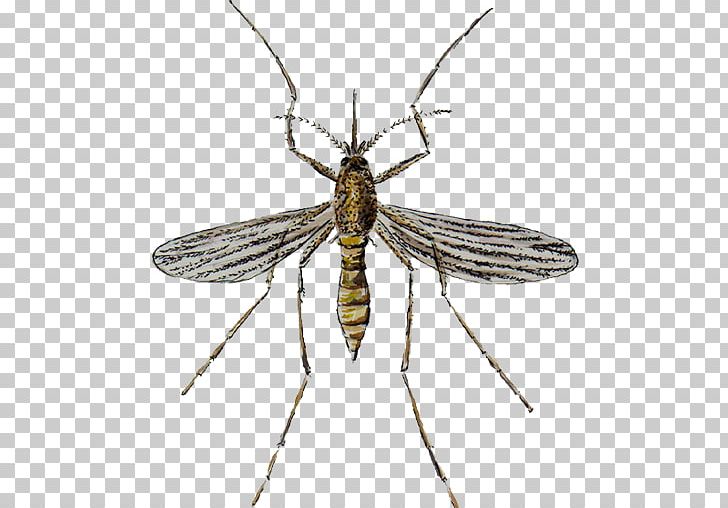 Mosquito Control Pest Control Insect PNG, Clipart, Apk, Arthropod, Bed Bug Control Techniques, Draw, Fly Free PNG Download