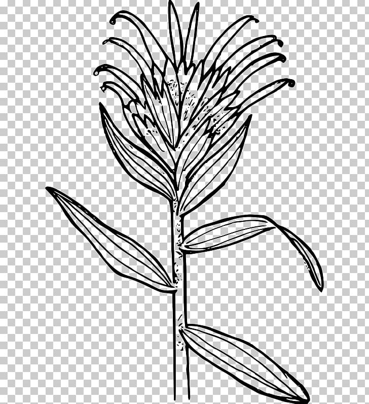 Castilleja Miniata Drawing Paintbrush Watercolor Painting PNG, Clipart, Black And White, Bluebonnet, Branch, Brush, Castilleja Miniata Free PNG Download