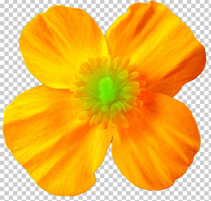 Flowering Plant Petal The Poppy Family PNG, Clipart, Flower, Flowering Plant, Nature, Orange, Peach Free PNG Download