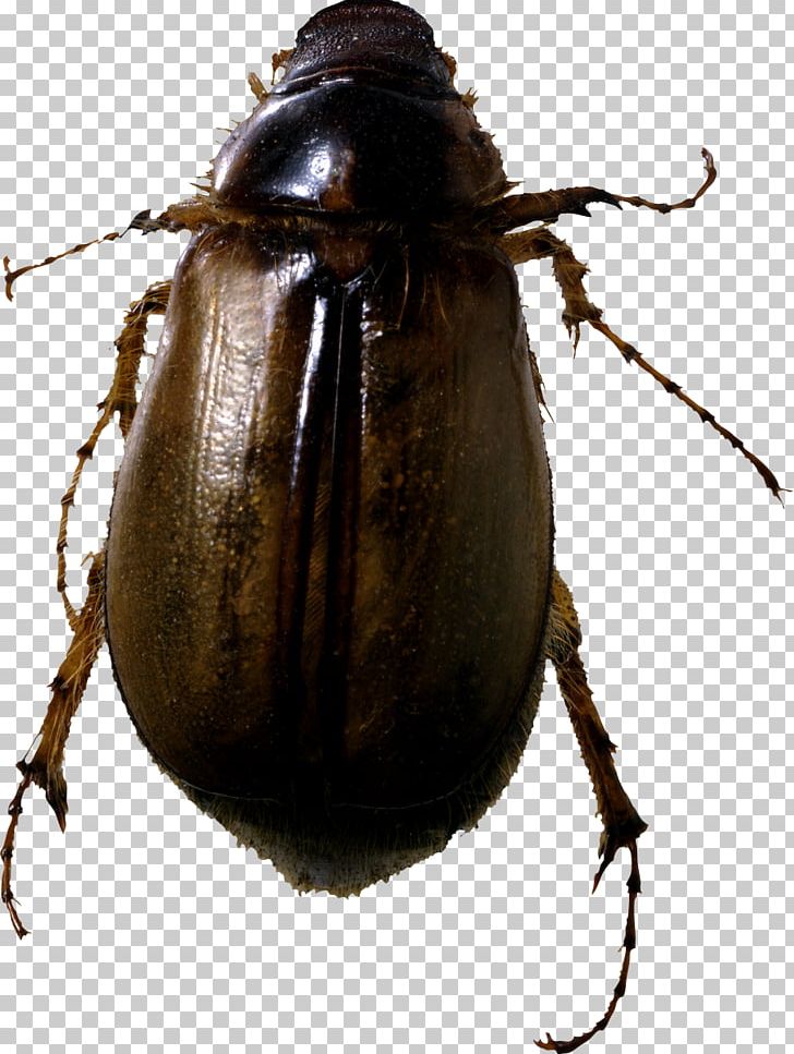 Green June Beetle Melolonthinae Pest Japanese Beetle PNG, Clipart, Amphimallon Solstitiale, Animal, Animals, Arthropod, Beetle Free PNG Download
