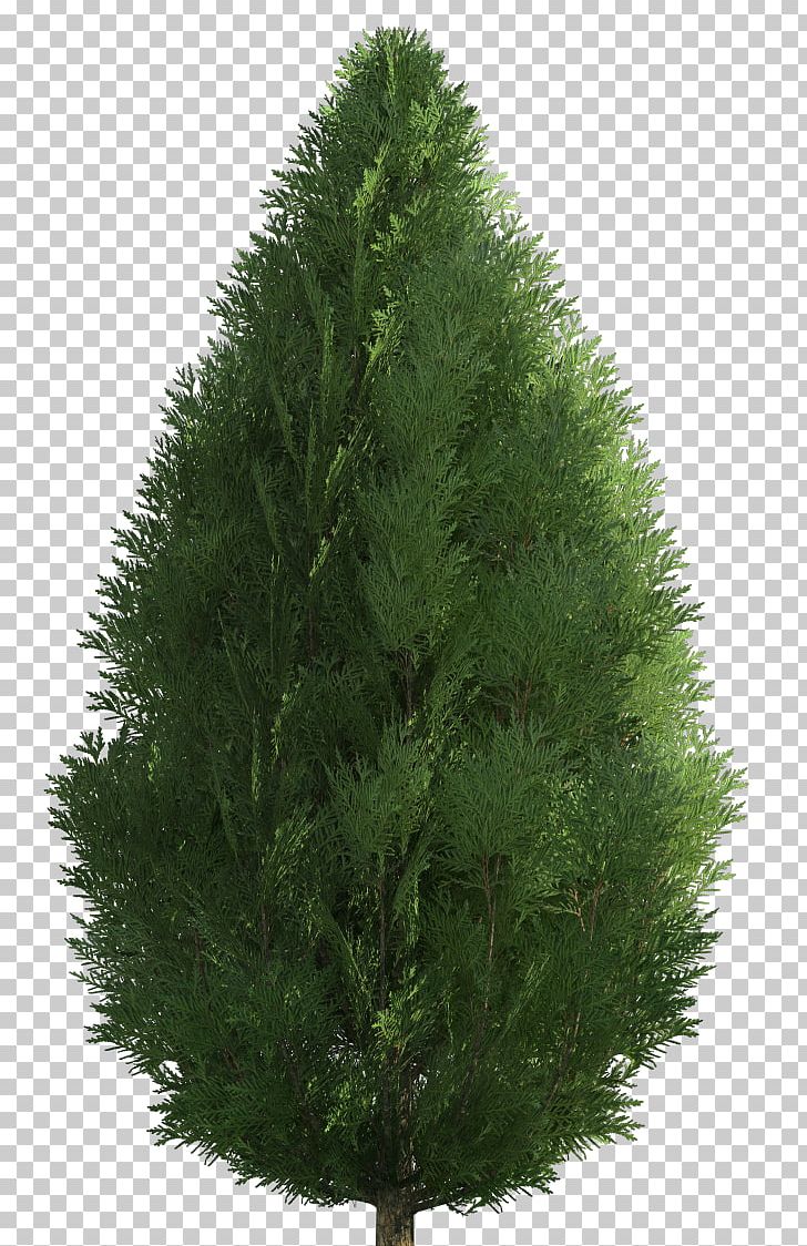 Shrub Garden Tree PNG, Clipart, Biome, Christmas Tree, Clip, Computer Icons, Conifer Free PNG Download