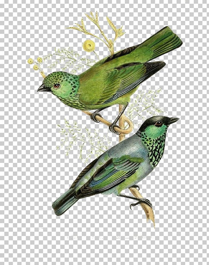 The Birds Of America Printmaking Vintage Print Illustration PNG, Clipart, Background Green, Barking Owl, Beak, Bird, Birdie Free PNG Download